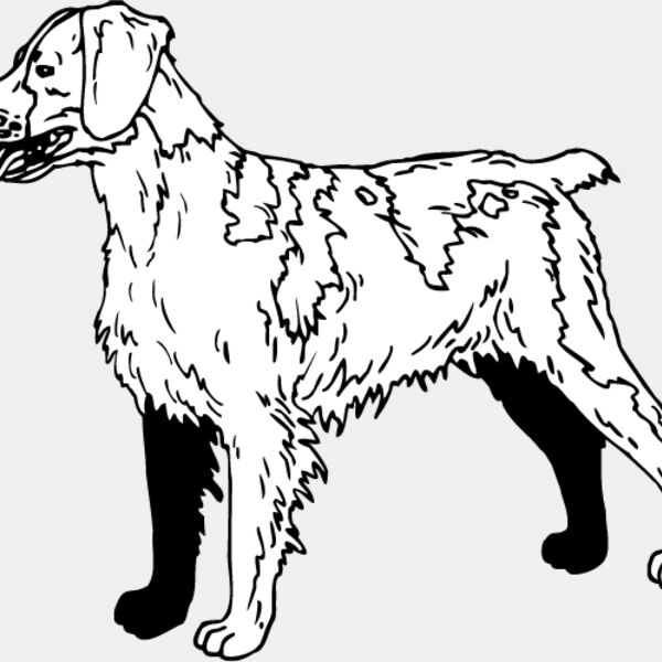Brittany Spaniel1 Thumbnail
