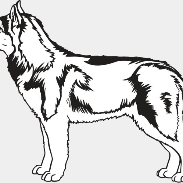 Siberian Husky2 Thumbnail