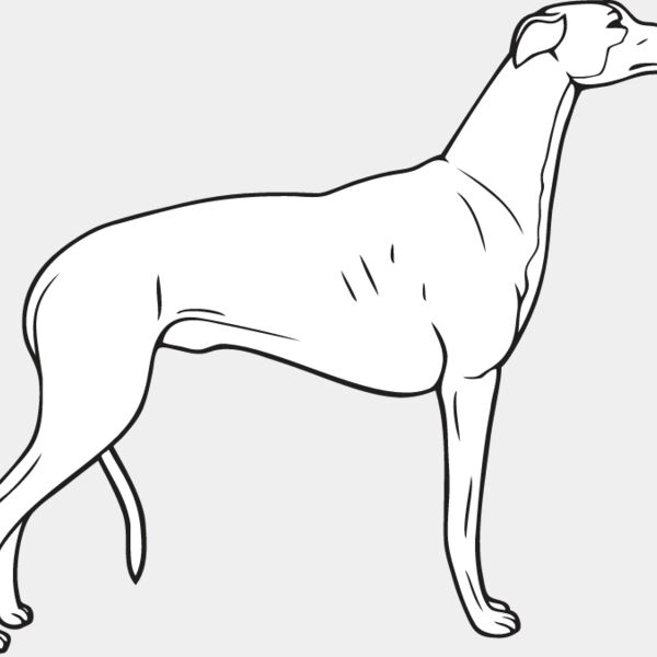 Greyhound2 Thumbnail