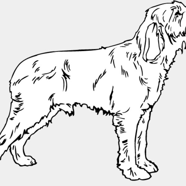 Spinone Italiano Thumbnail