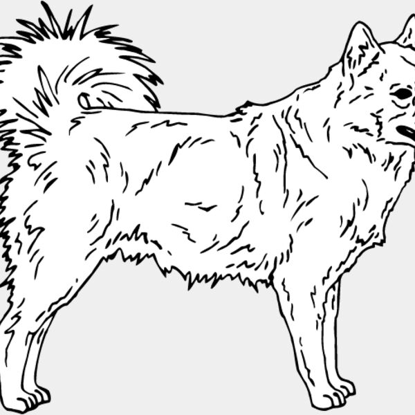 Finnish Lapphund Thumbnail