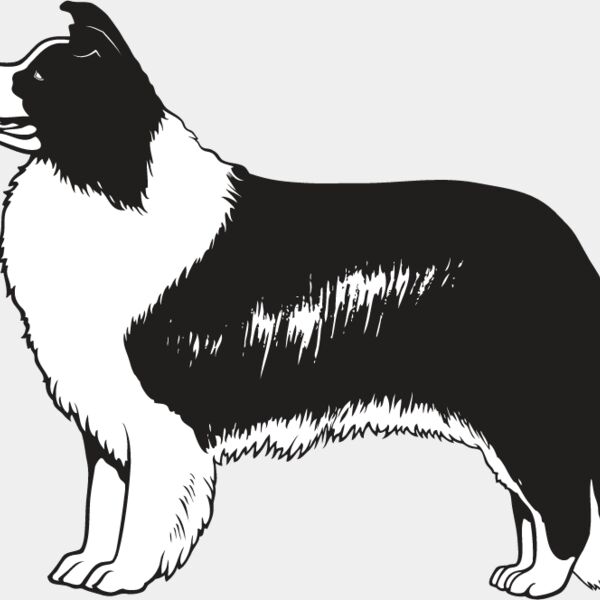 Border Collie3 Thumbnail
