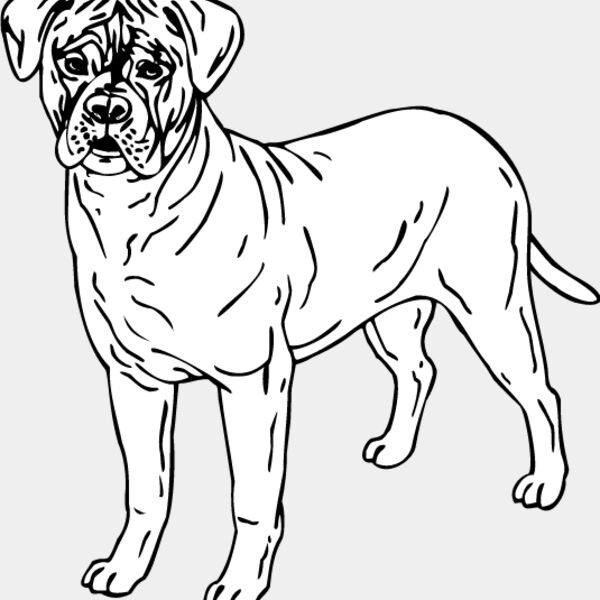 Bull Mastiff1 Thumbnail