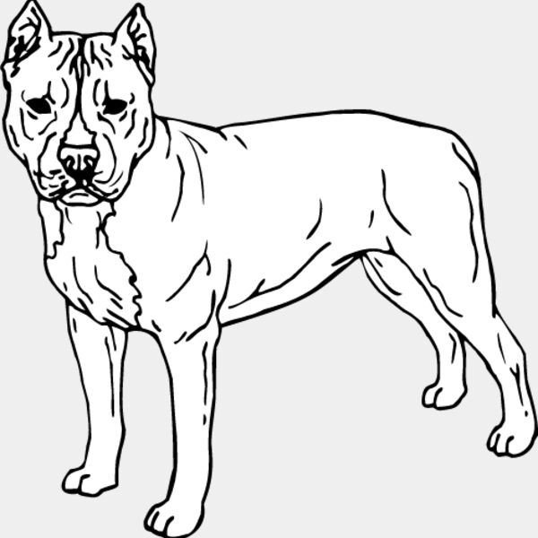 Staffordshire Bull Terrier3 Thumbnail