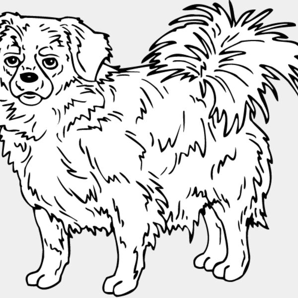 Tibetan Spaniel Thumbnail