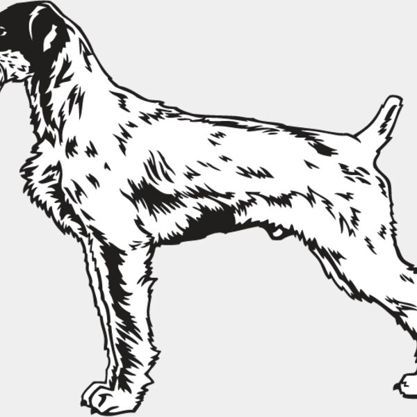 Wirehaired Pointer1 Thumbnail