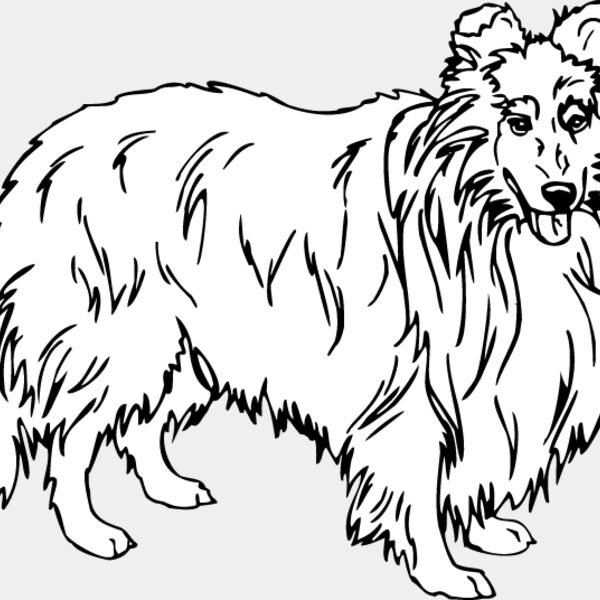 Shetland Sheepdog1 Thumbnail
