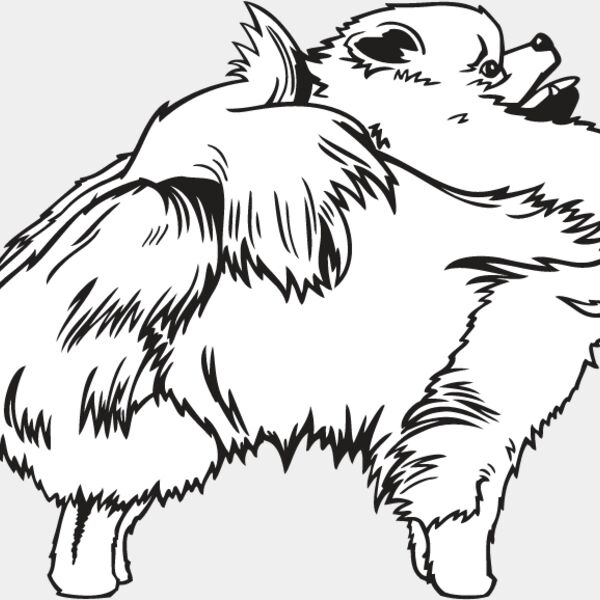 Pomeranian3 Thumbnail