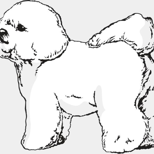Bichon Frise1 Thumbnail