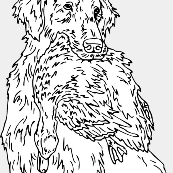 Golden Retriever2 Thumbnail