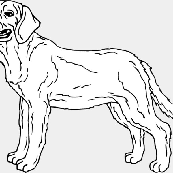 Labrador Retriever4 Thumbnail