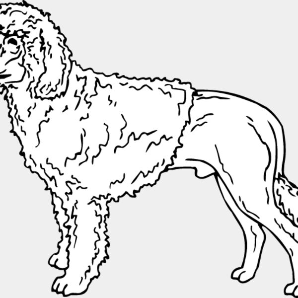 Portugese Water Dog Thumbnail