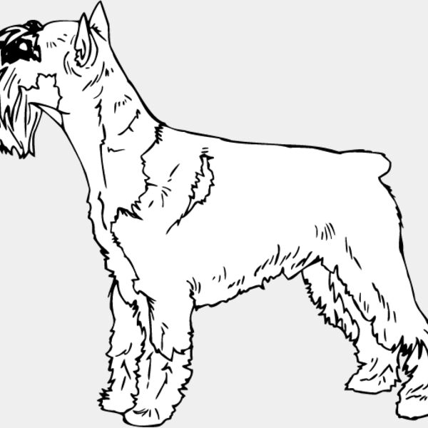 Standard Terrier Thumbnail