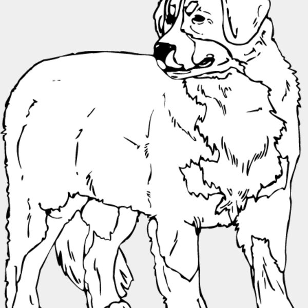 Bernese Mountain Dog1 Thumbnail