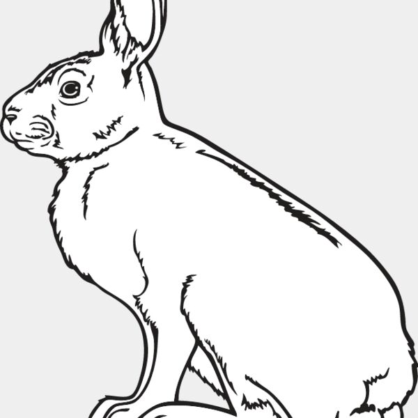 Rabbit4 Thumbnail