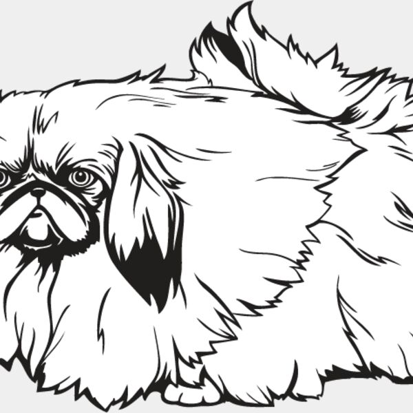 Pekingese Thumbnail