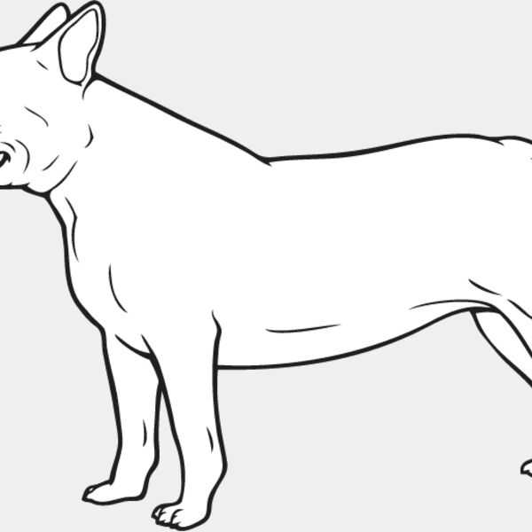 Bull Terrier2 Thumbnail