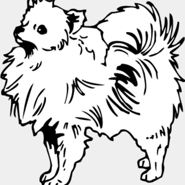 Pomeranian2 Thumbnail