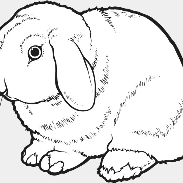 Rabbit6 Thumbnail