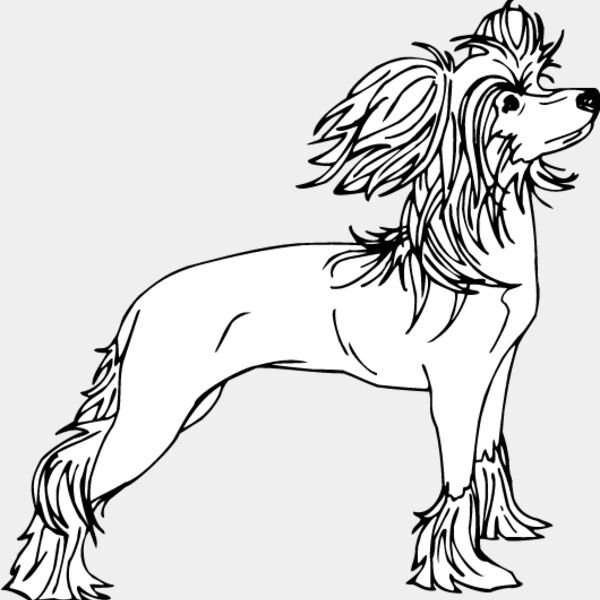 Chinese Crested2 Thumbnail