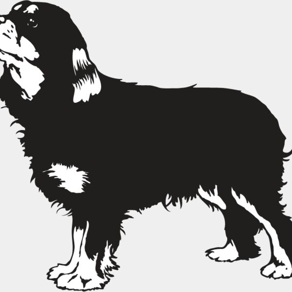 King Charles Spaniel3 Thumbnail