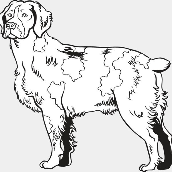 Brittany Spaniel2 Thumbnail