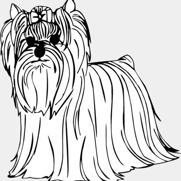 Yorkshire Terrier3 Thumbnail