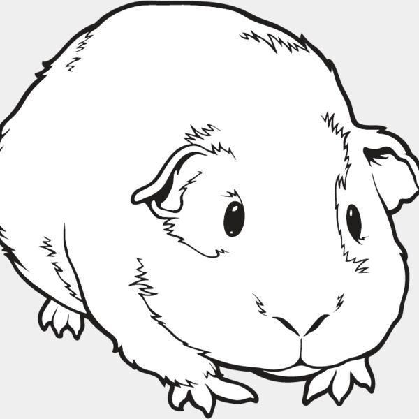 Guinea Pig Thumbnail