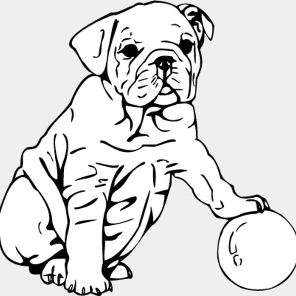 Bulldog Puppy Thumbnail