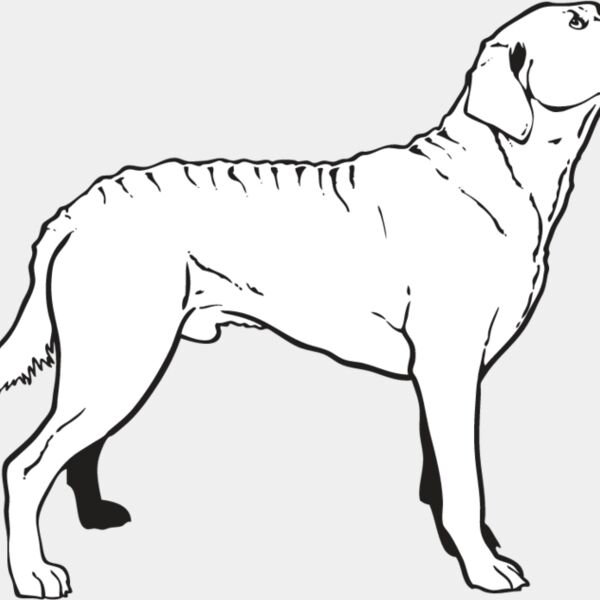 Chesapeake Bay Retriever2 Thumbnail