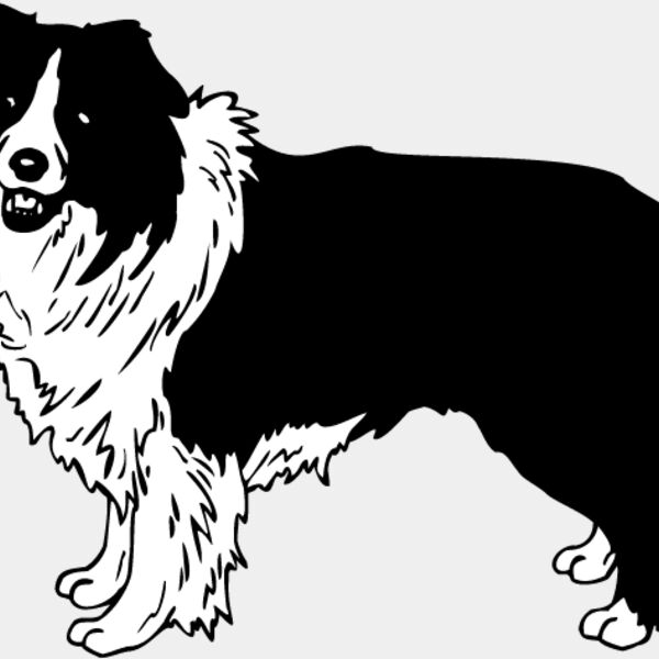 Border Collie1 Thumbnail