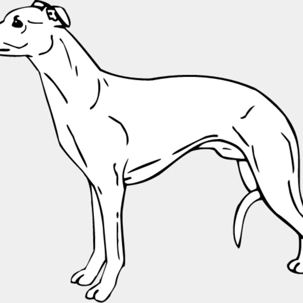 Whippet3 Thumbnail