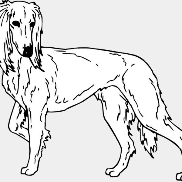 Saluki Thumbnail
