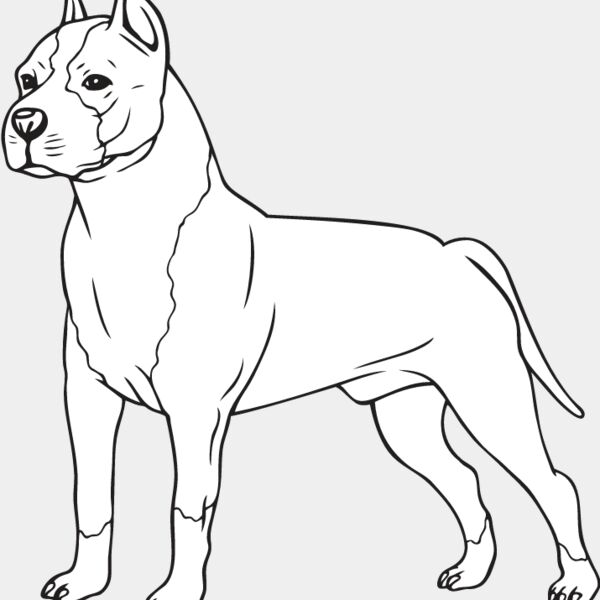 Staffordshire Bull Terrier2 Thumbnail