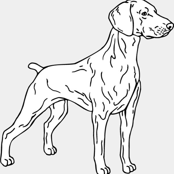 Weimaraner2 Thumbnail