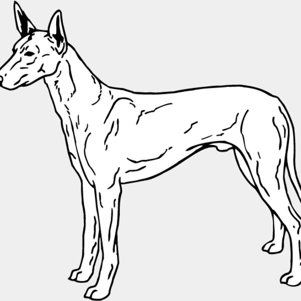 Pharoah Hound Thumbnail