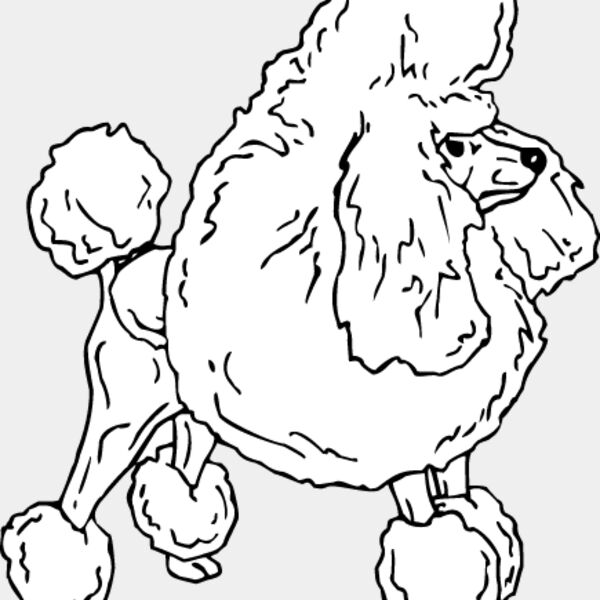 Toy Poodle Thumbnail