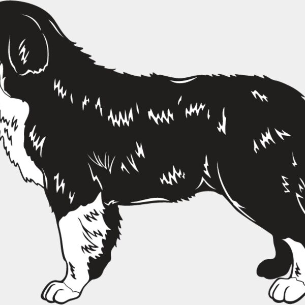 Bernese Mountain Dog2 Thumbnail