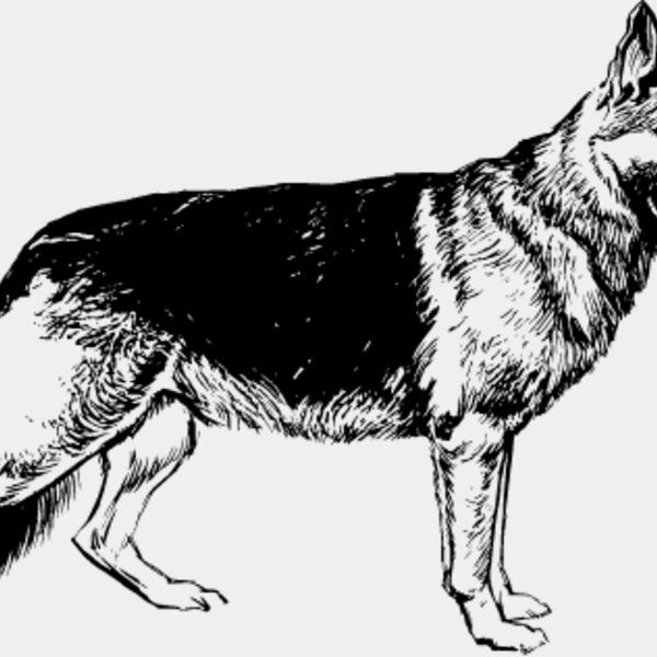 German Shepherd5 Thumbnail