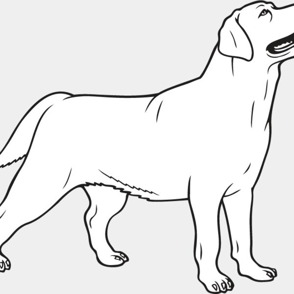 Labrador Retriever3 Thumbnail