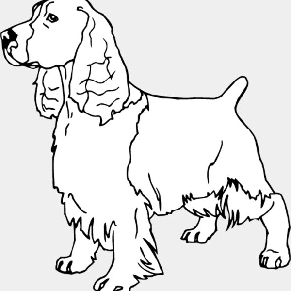 Cocker Spaniel3 Thumbnail