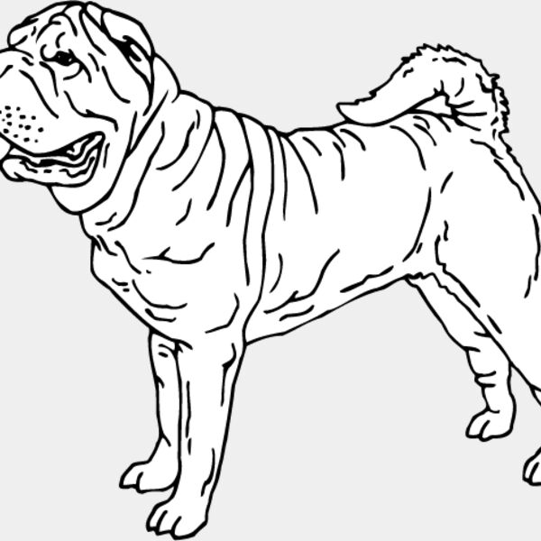 Shar Pei1 Thumbnail