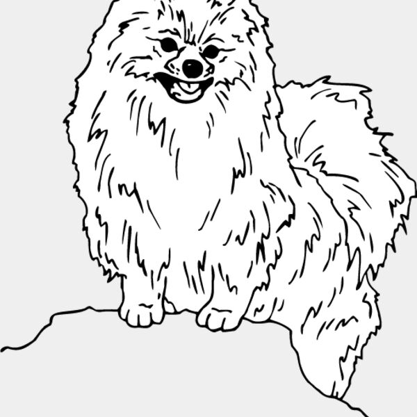 Pomeranian1 Thumbnail