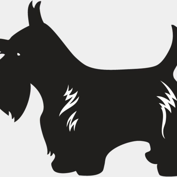 Scottish Terrier3 Thumbnail