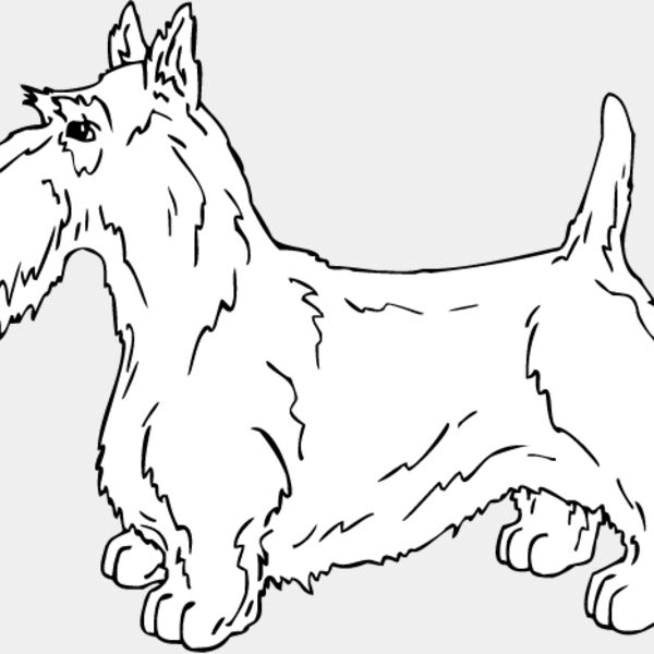 Scottish Terrier1 Thumbnail