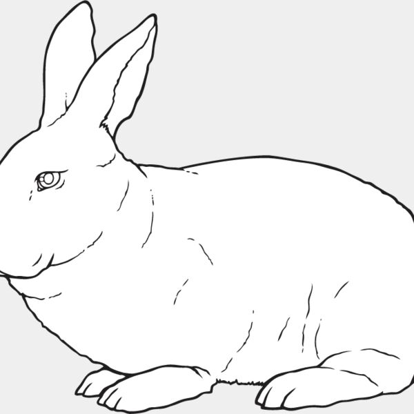 Rabbit3 Thumbnail
