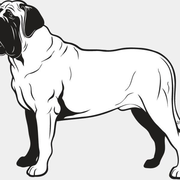 Bull Mastiff2 Thumbnail