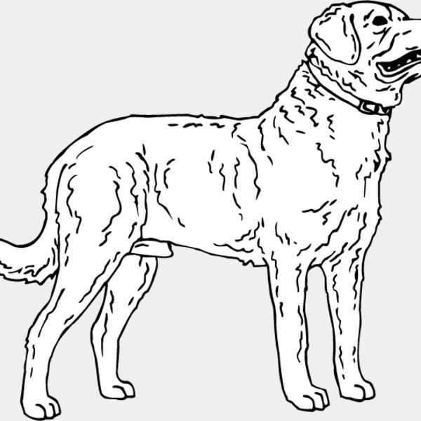 Chesapeake Bay Retriever1 Thumbnail
