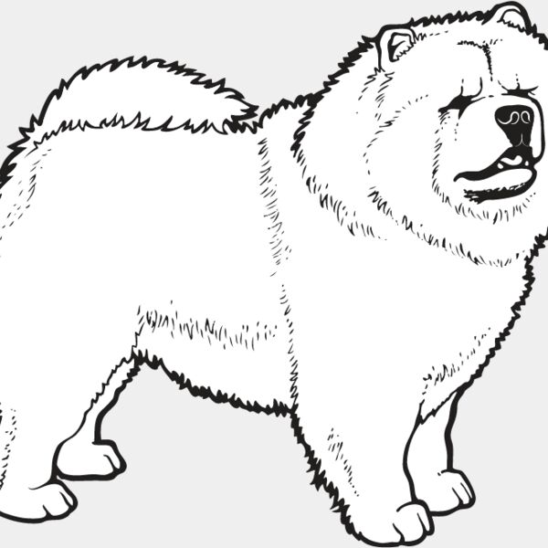 Chow Chow2 Thumbnail