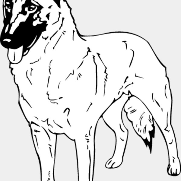 Belgian Shepherd Thumbnail